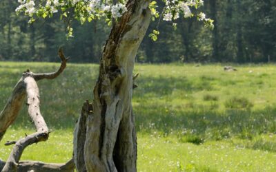 Trauma verstehen (Teil 3) Über transgenerationale Traumatisierung