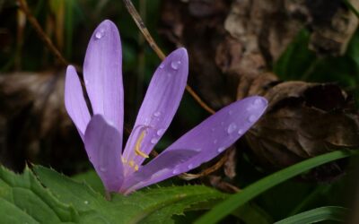 Trigger verstehen: Wenn das Nervensystem schneller reagiert als der Kopf