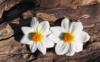 Gefühlschaos: Warum wir immer wieder dieselben Beziehungsmuster wiederholen