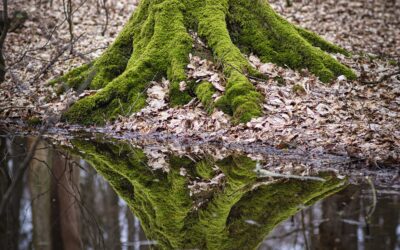 Ist wirklich alles Trauma?